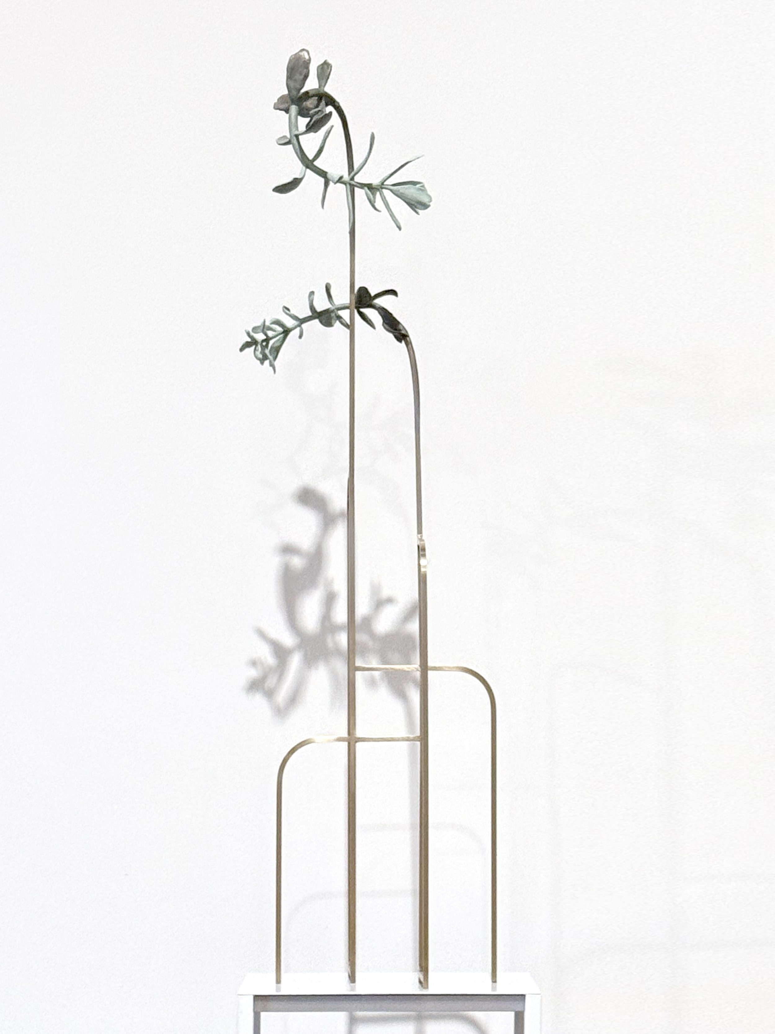 jason-waterhouse-cotyledon-structure-7.JPG