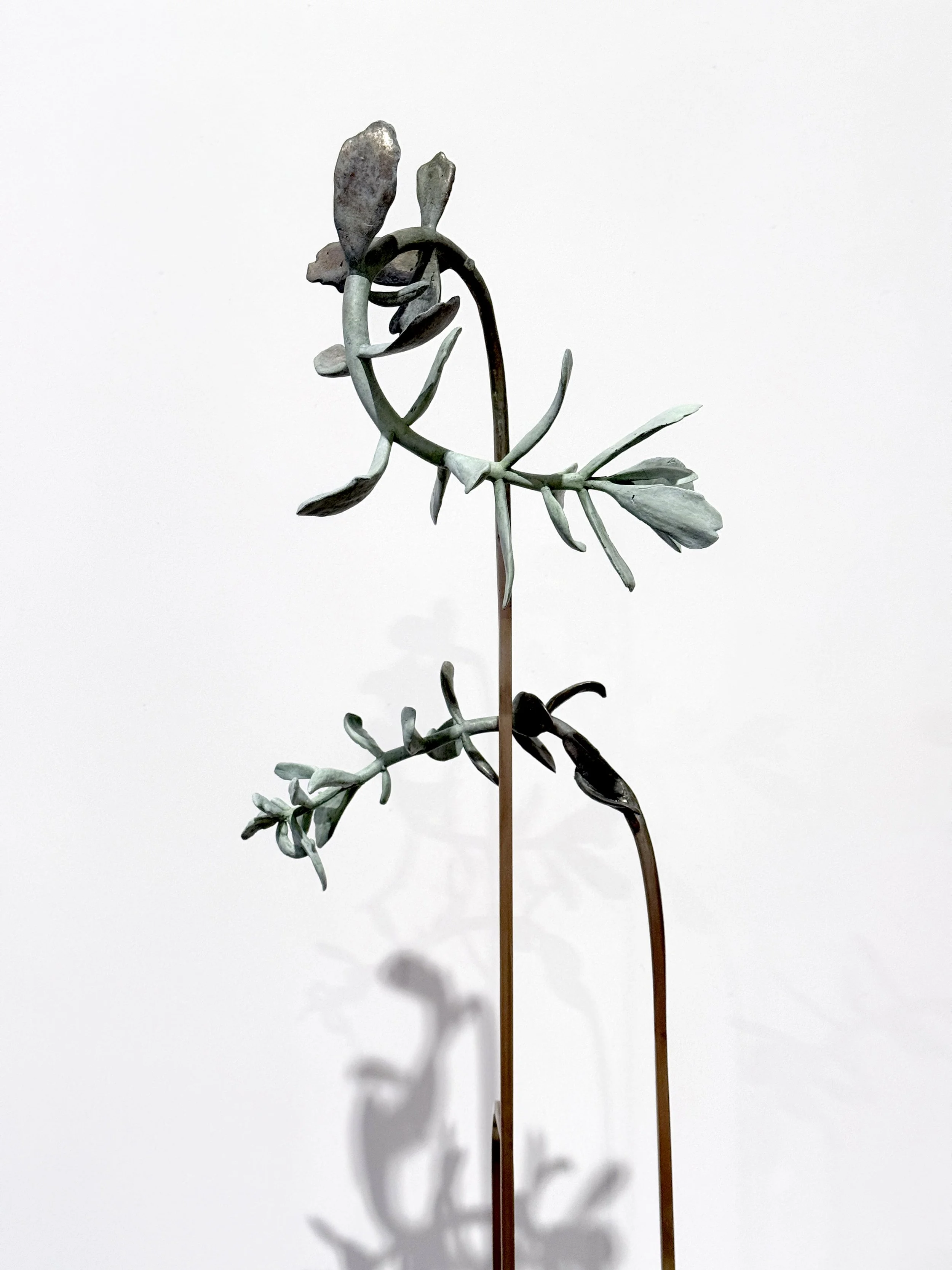 jason-waterhouse-cotyledon-structure-4.jpg