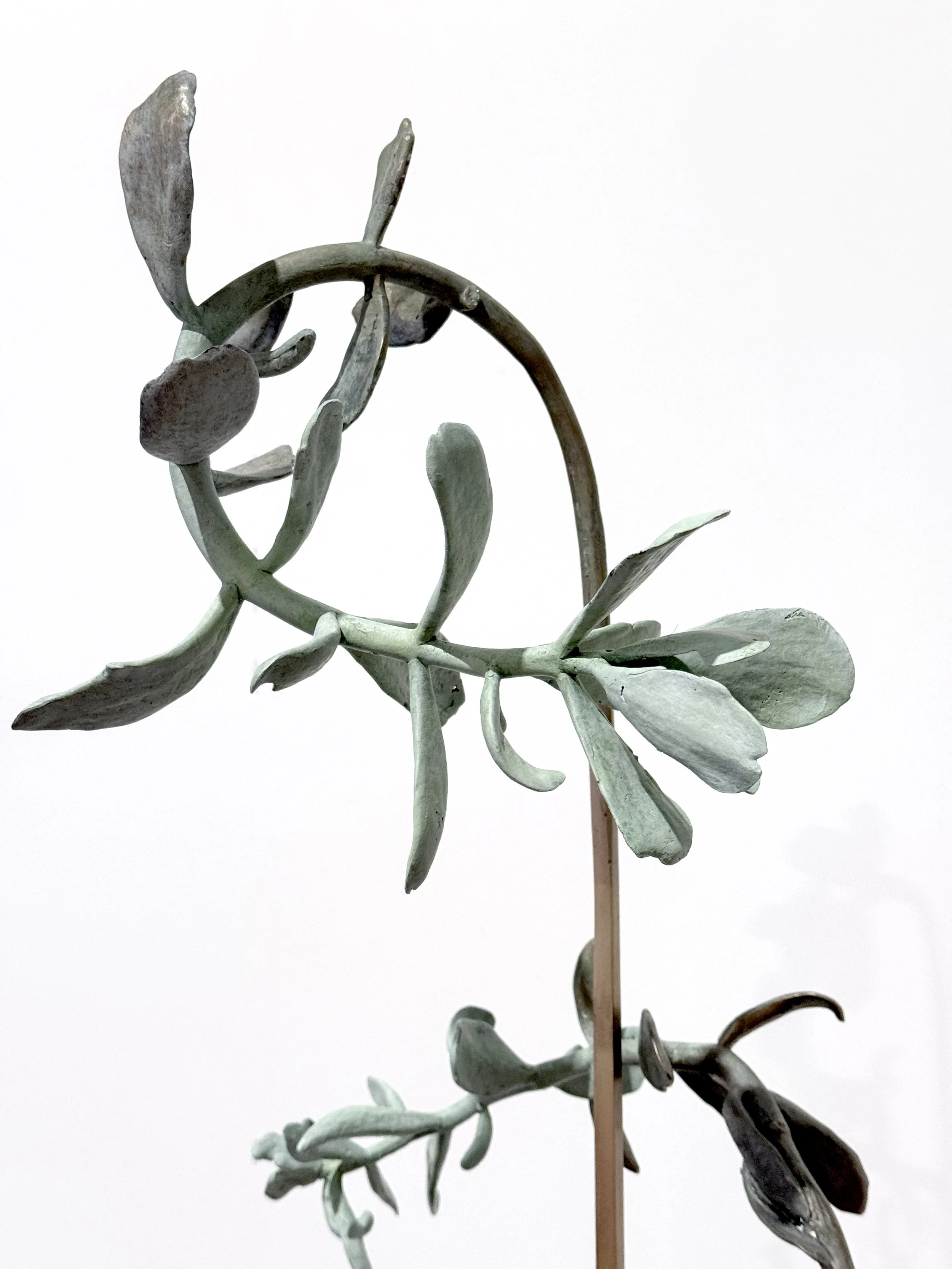 jason-waterhouse-cotyledon-structure-5.jpg