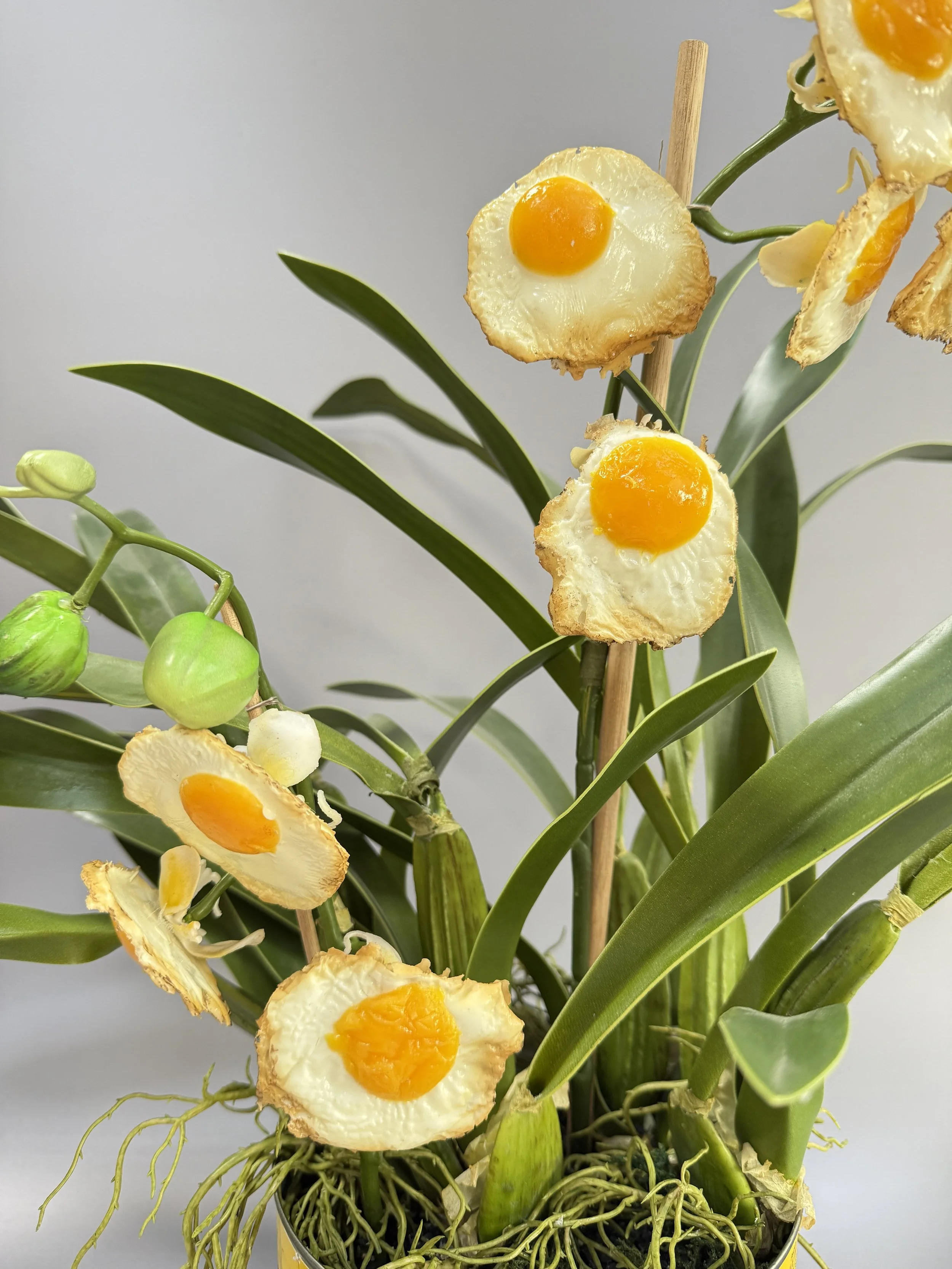 laetitia-olivier-gargano-egg-orchid-4-6.JPG
