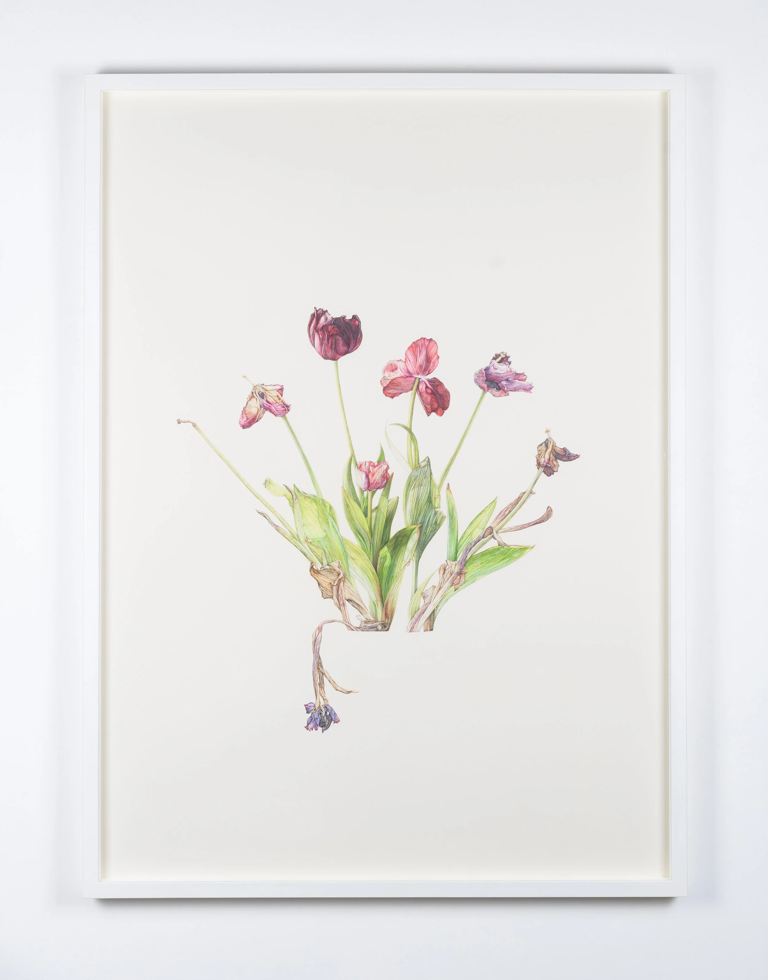 paul-white-tulip-time-1.jpg
