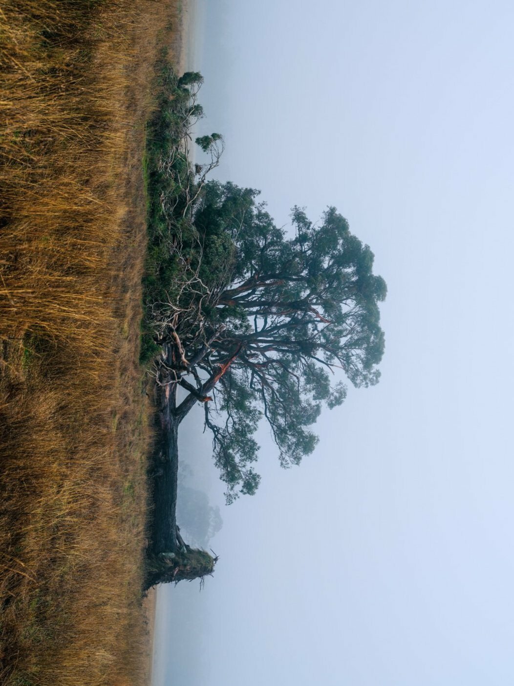 fallen-tree.jpg