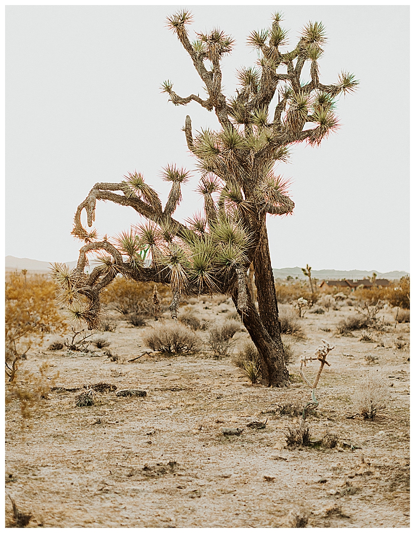 Joshua Tree Elopement_0001.jpg