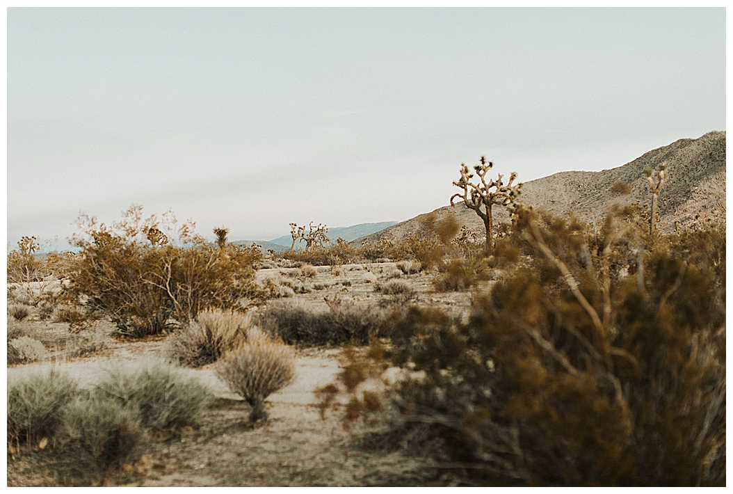 Joshua Tree Elopement_0027.jpg