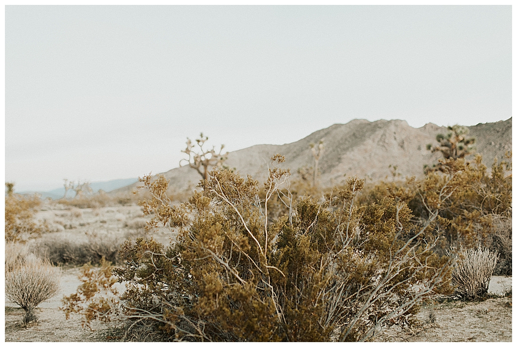 Joshua Tree Elopement_0028.jpg