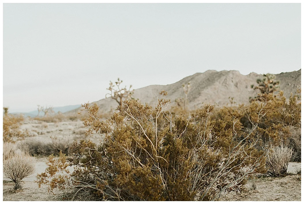 Joshua Tree Elopement_0028.jpg