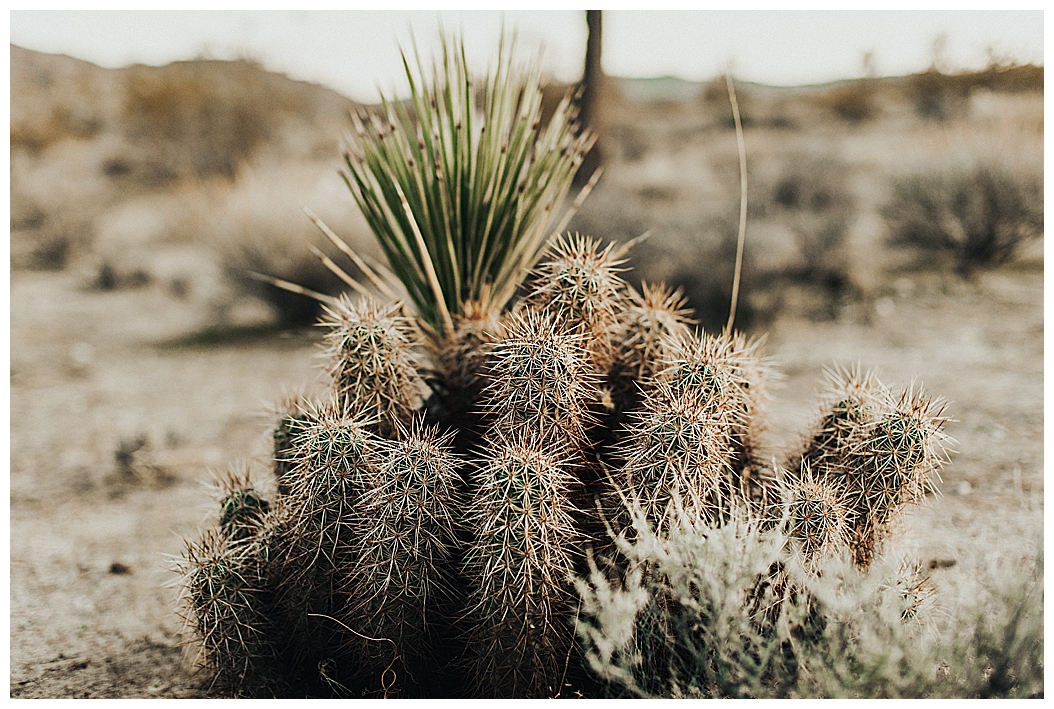 Joshua Tree Elopement_0030.jpg