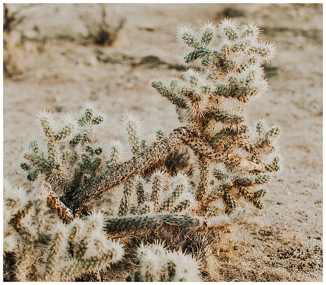 Joshua Tree Elopement_0031.jpg