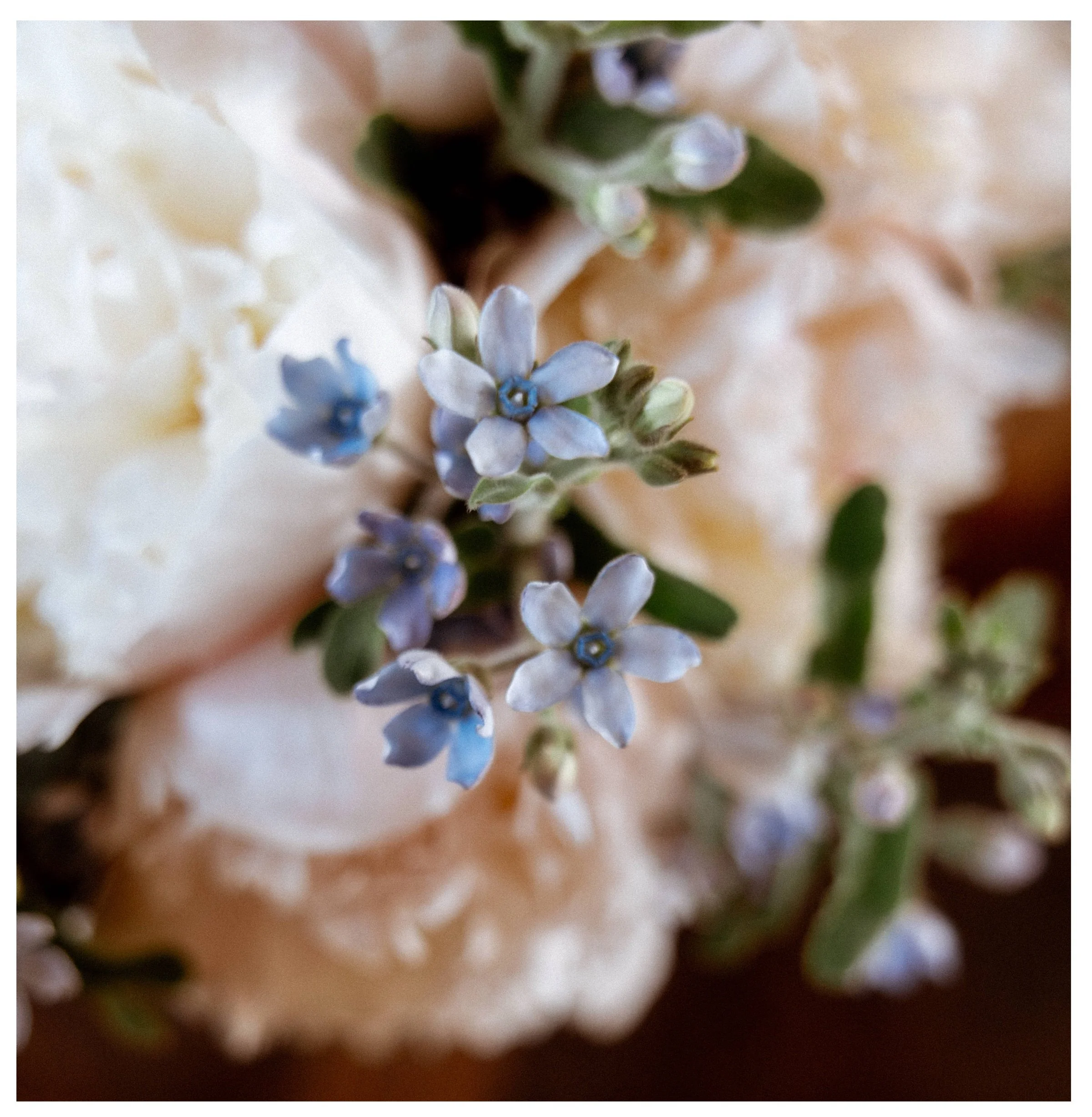 011_Dawn McClannan Photo,www.dawnmacphoto.com, wedding photographer, elopement photographer, engagement photographer-13.jpg