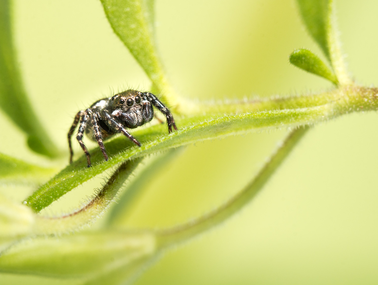 Twin Flagged Jumping Spider