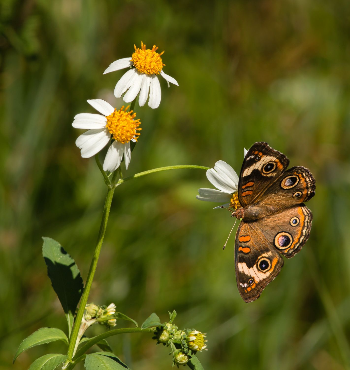 Buckeye Butterfly