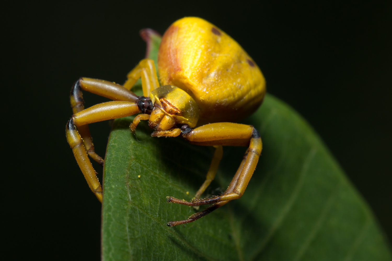 White Banded Crab Spider