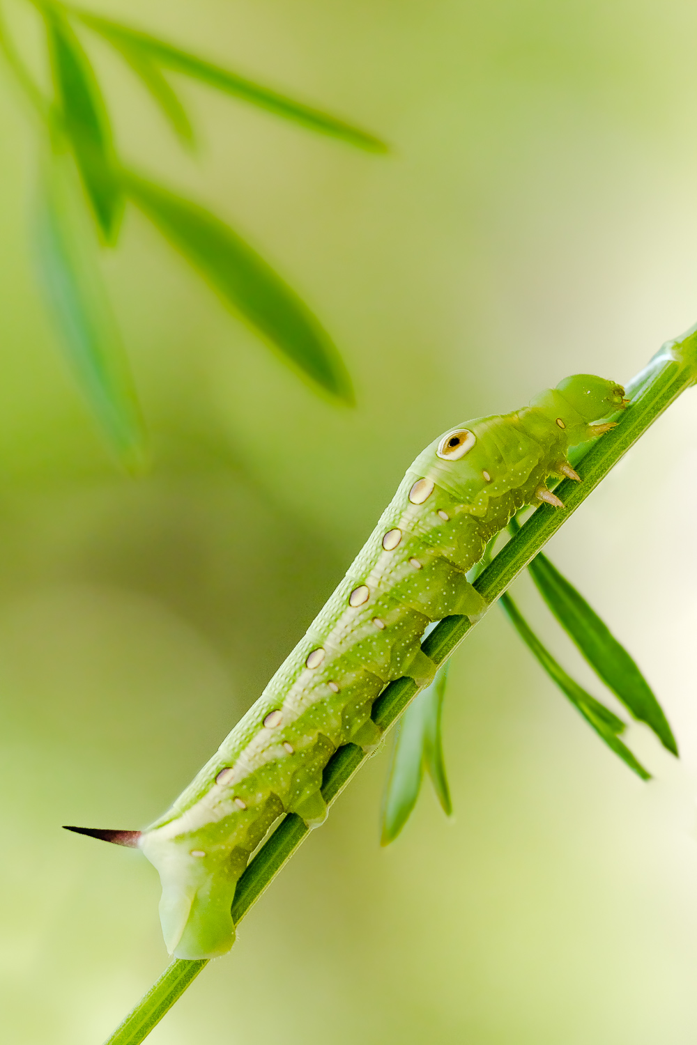 Tersa Sphynx Caterpillar