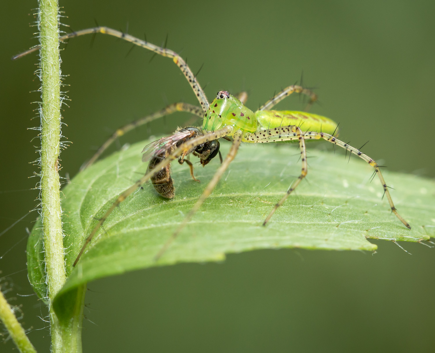 Green Lynx Spider with prey.