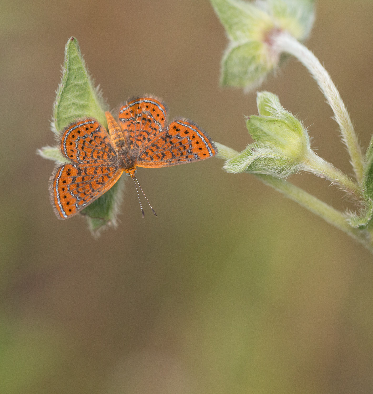 Little Metalmark Butterfly