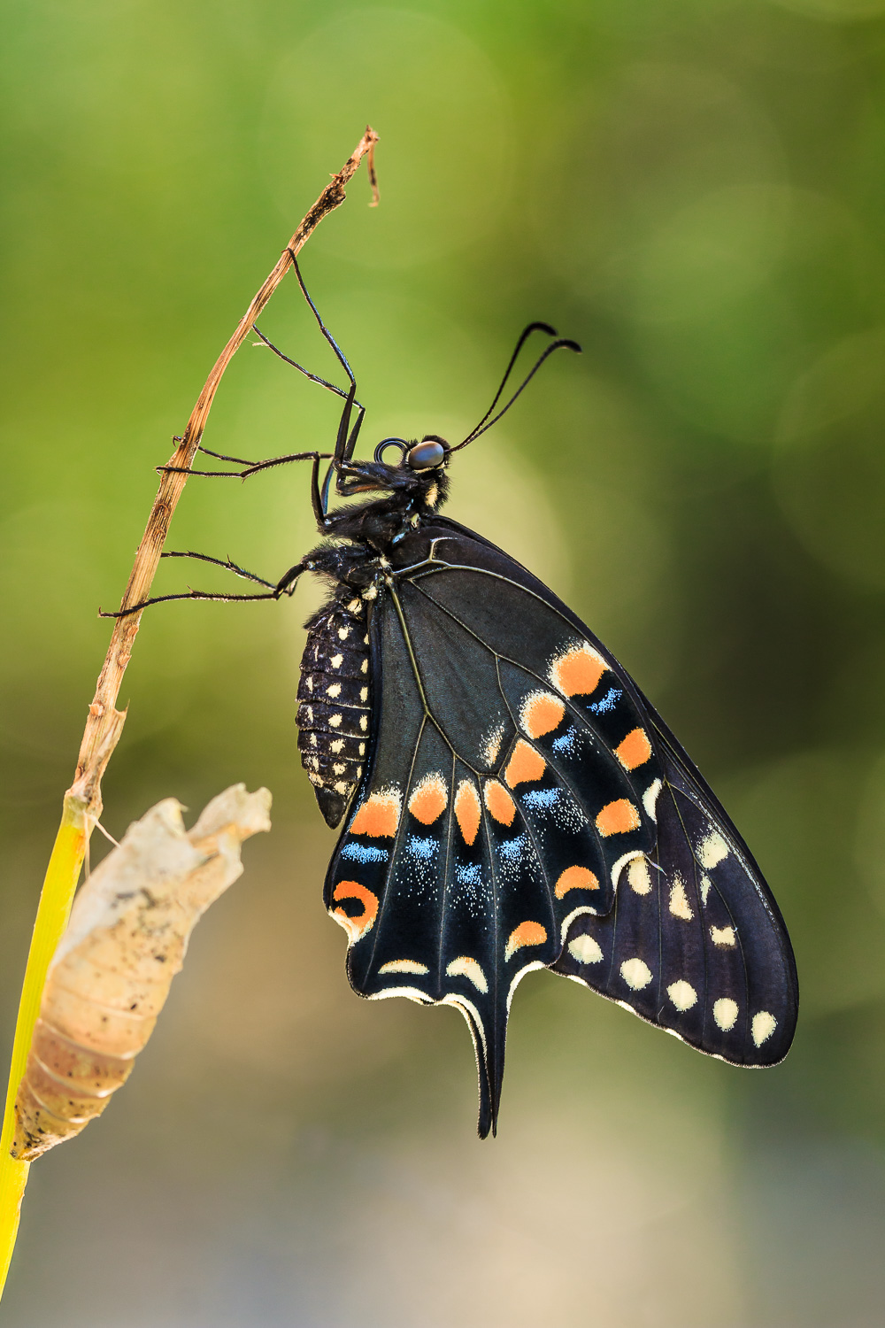 Black Swallowtail Emerging.