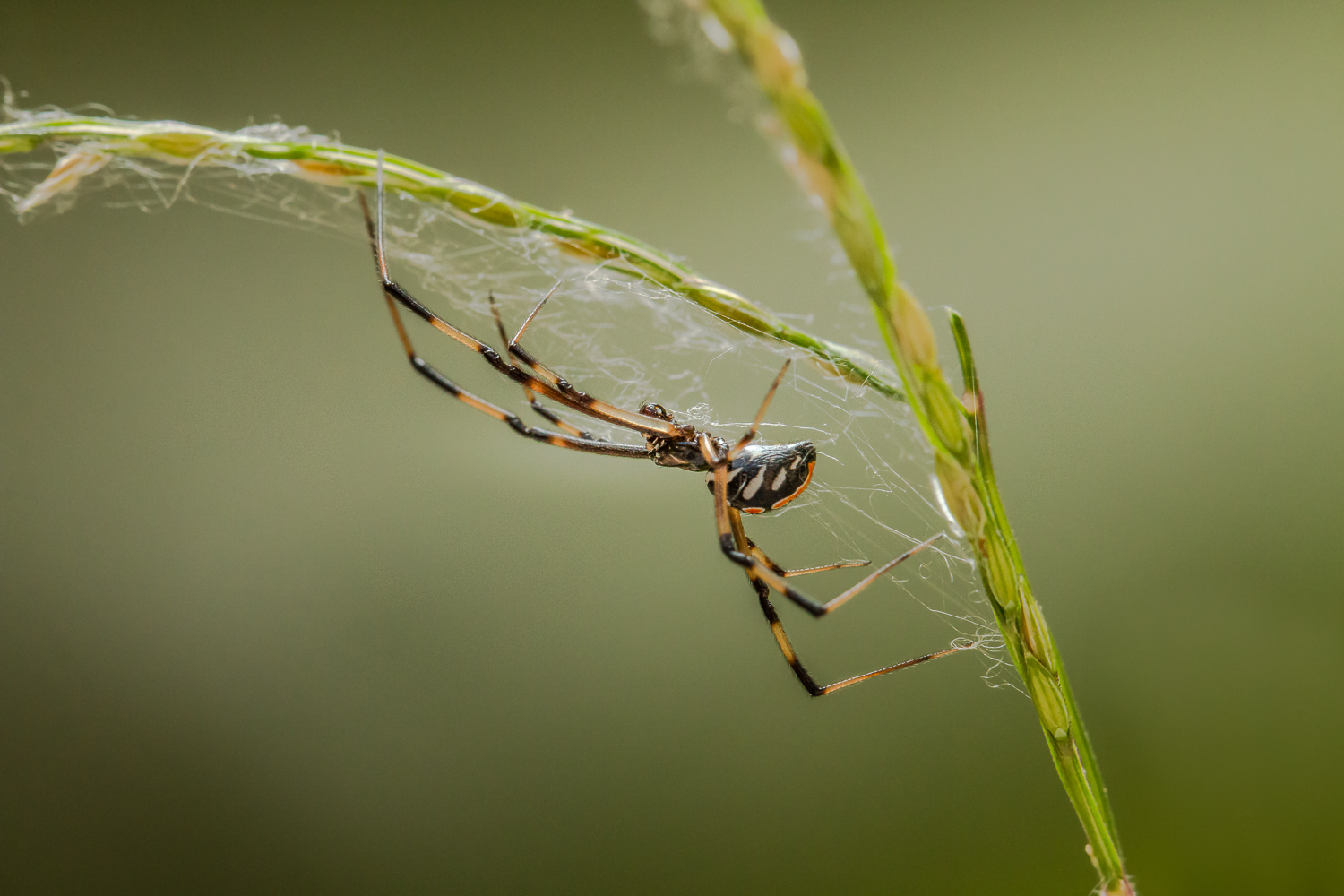 Tangled Web