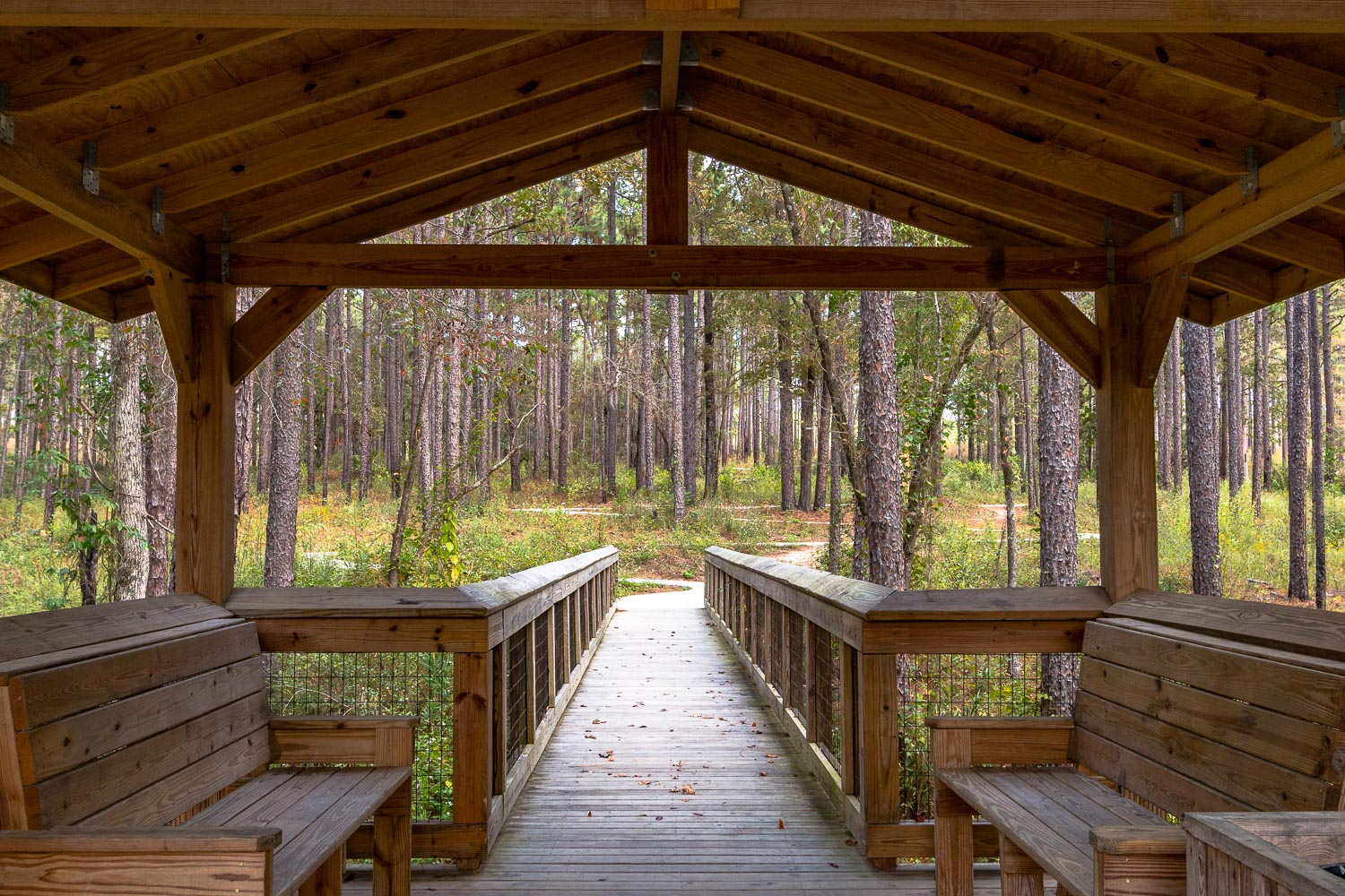 Pinewoods Pathway.