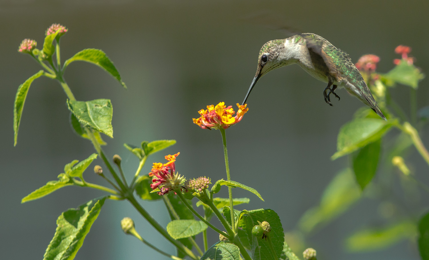 Sipping Nectar