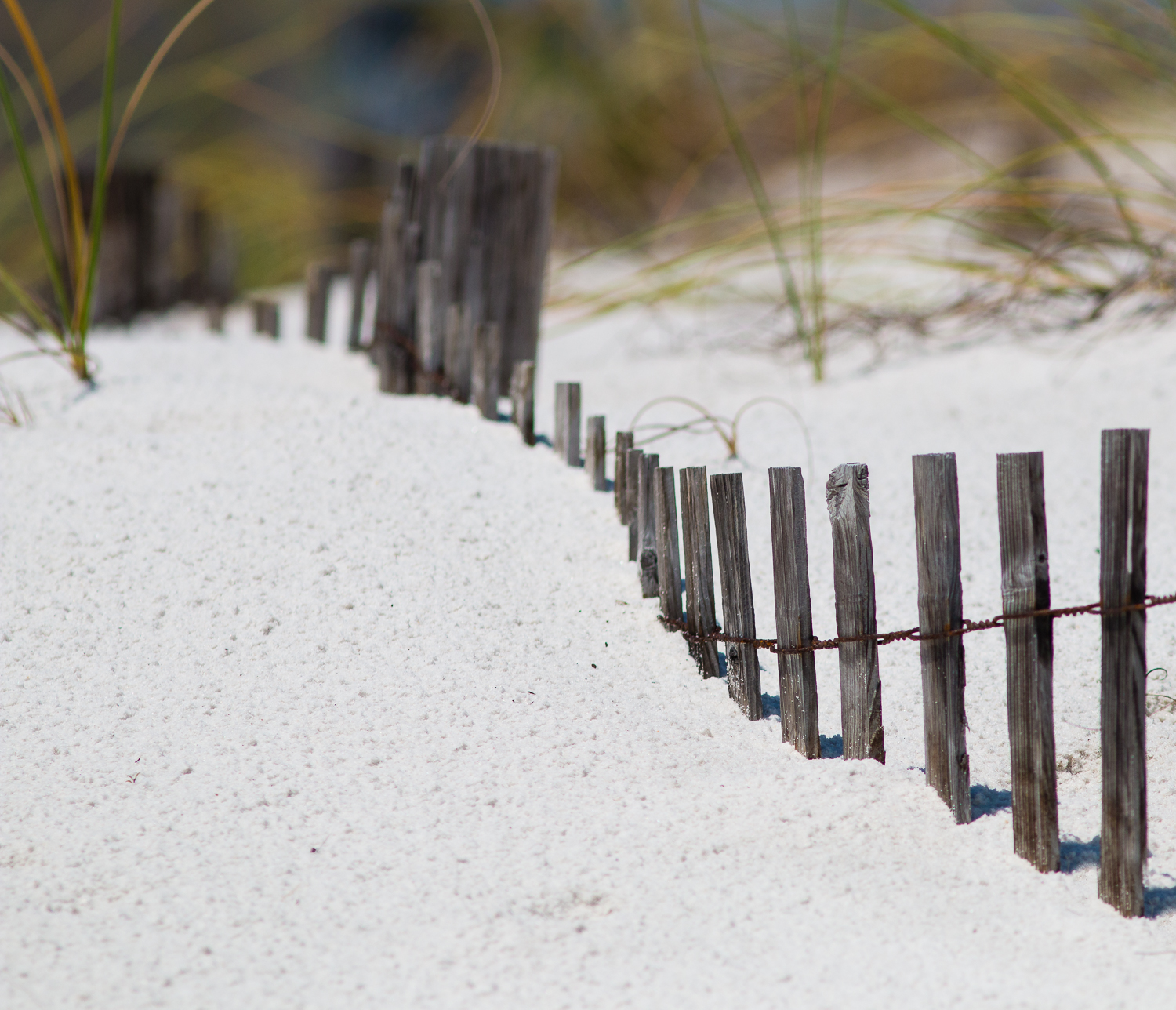 Fenced In