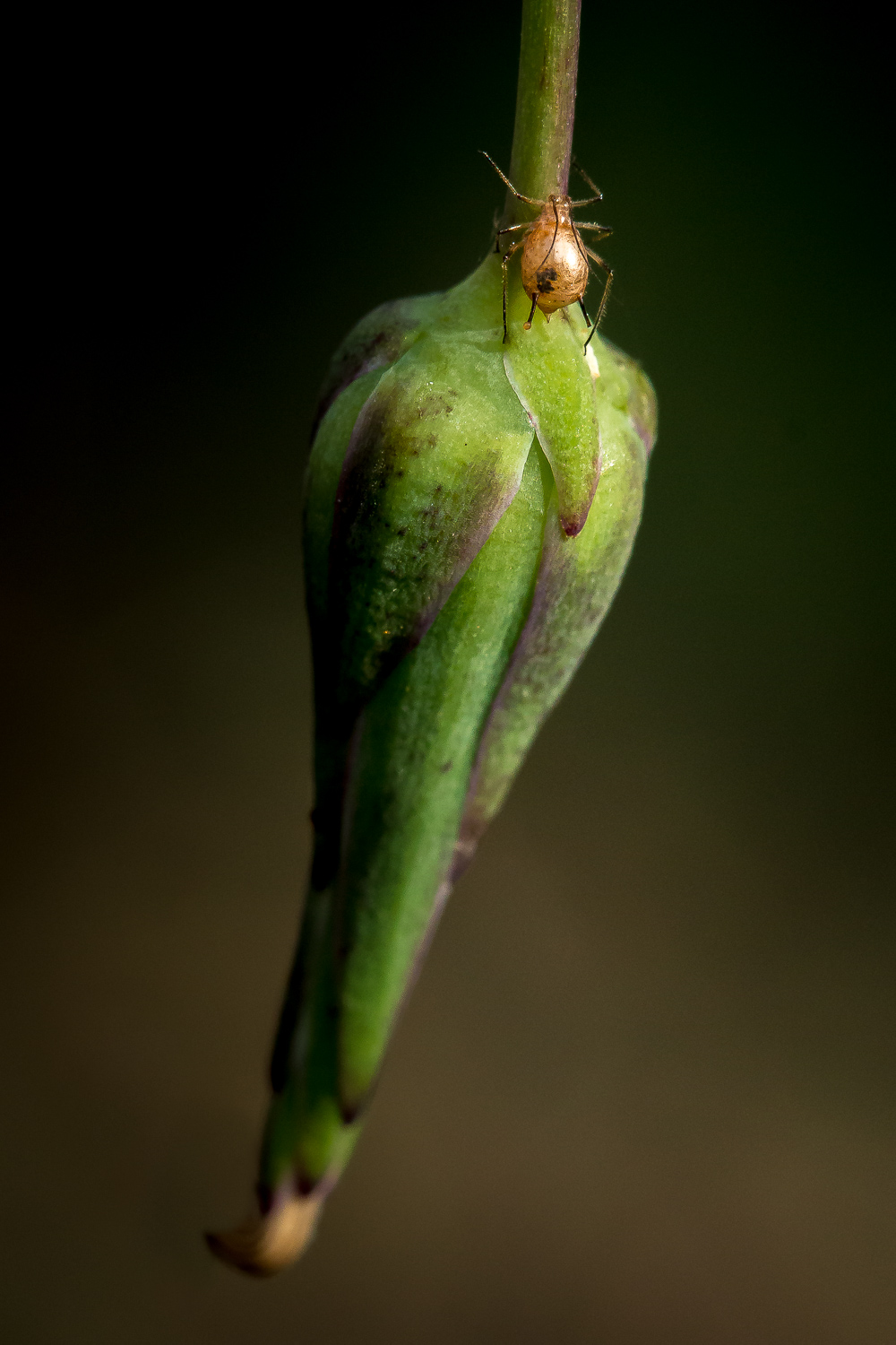 Little aphid on bud