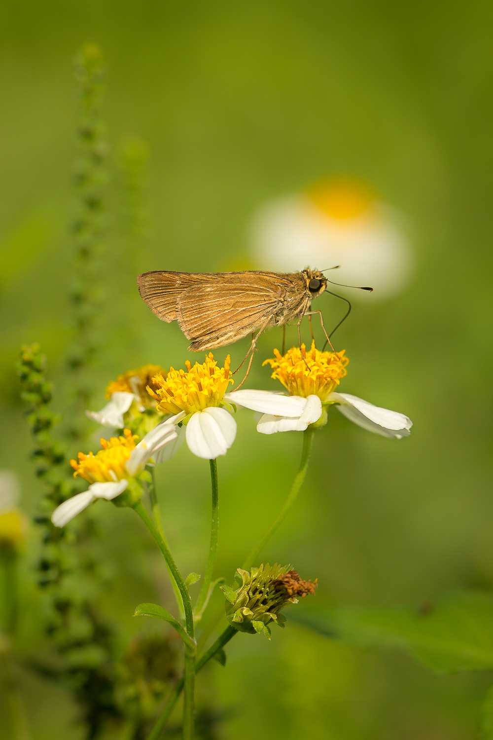 Skipper on Spanish Needles