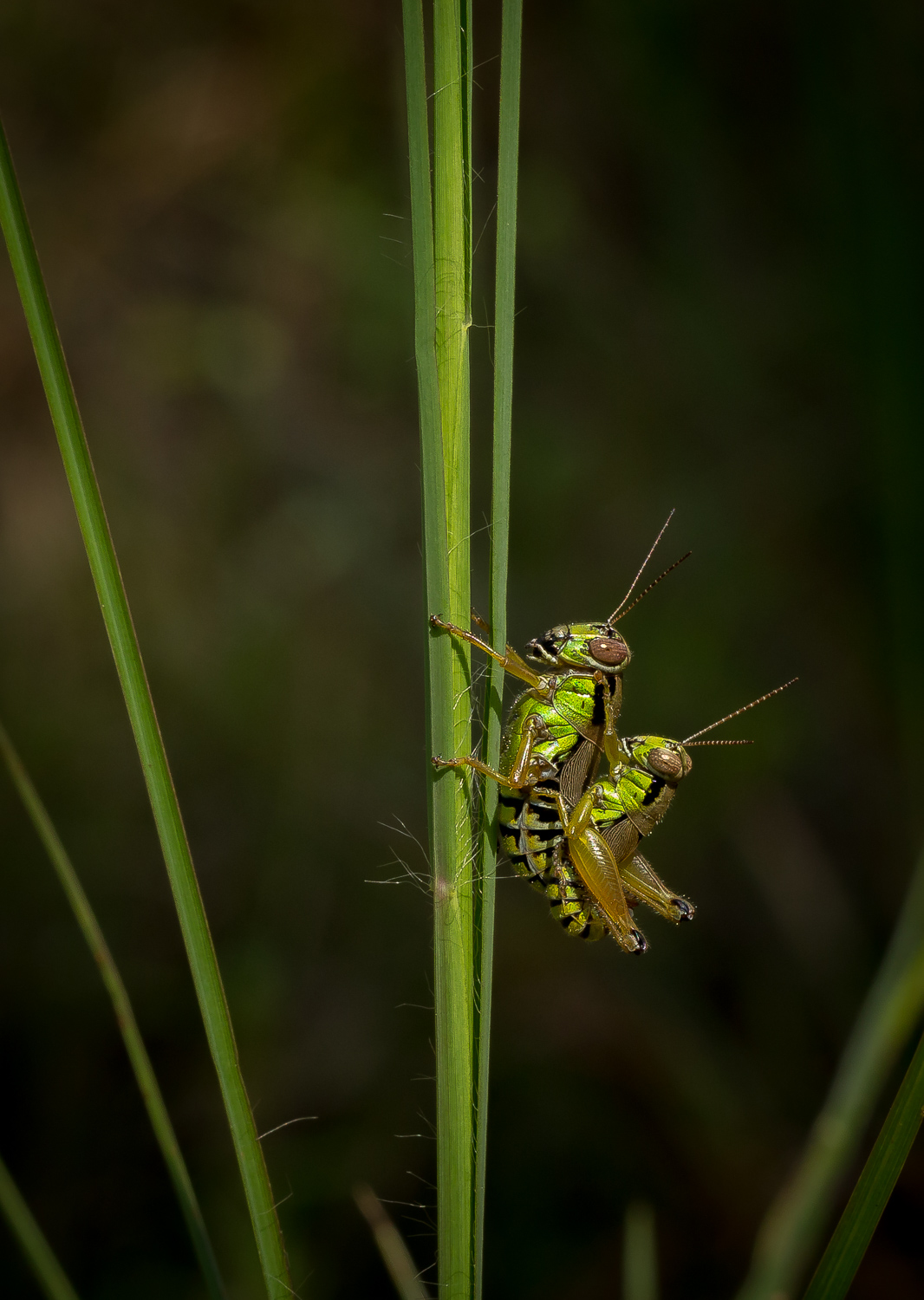 Grasshoppers (Mating)