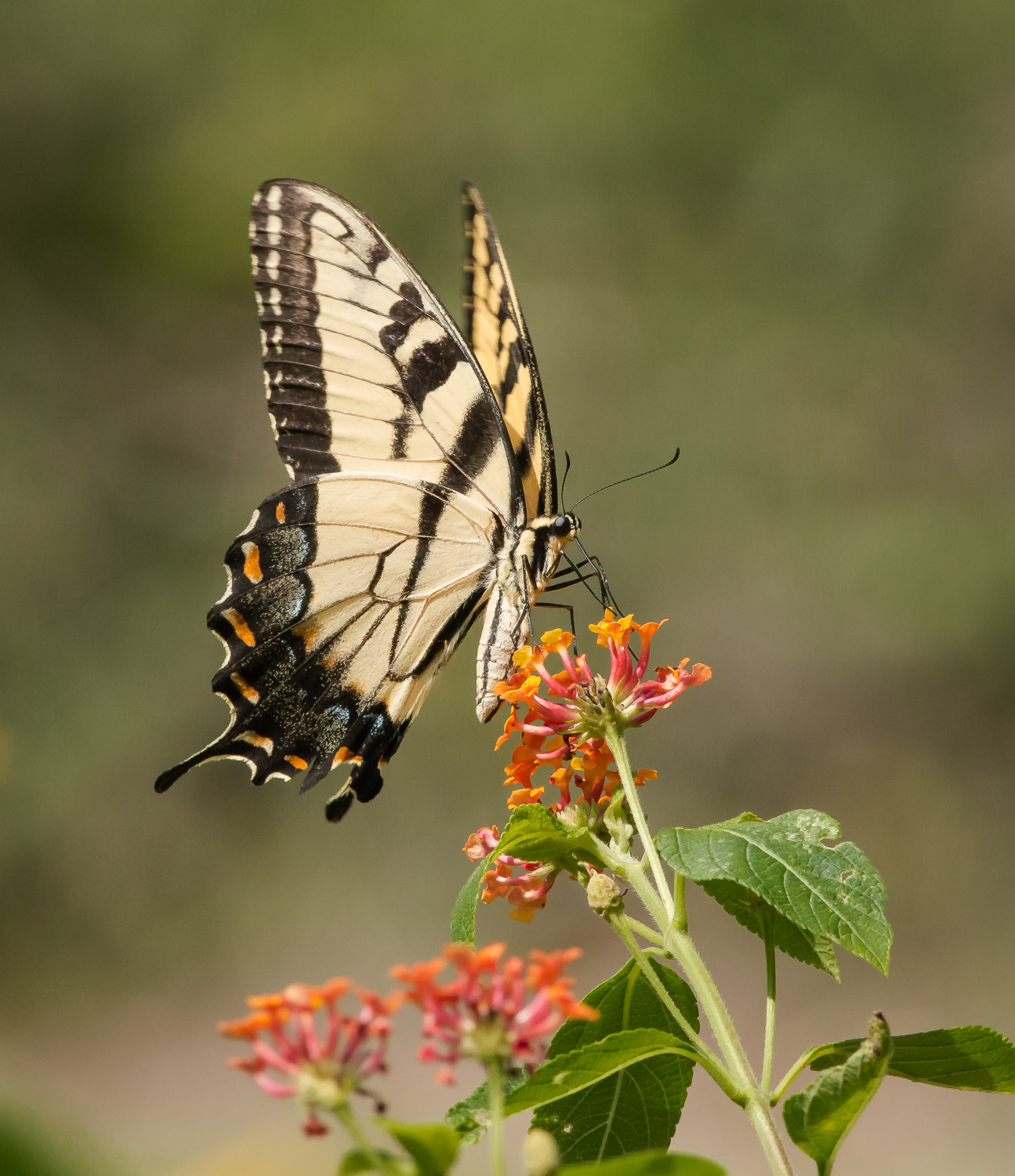 Tiger Swallowtail on Lantana