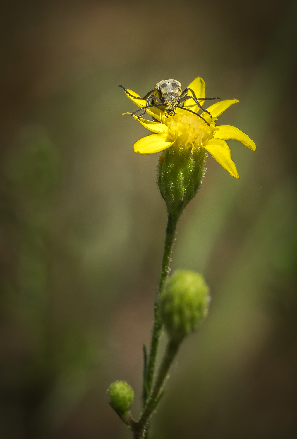 Blister Beetle on Yellow Wildflower