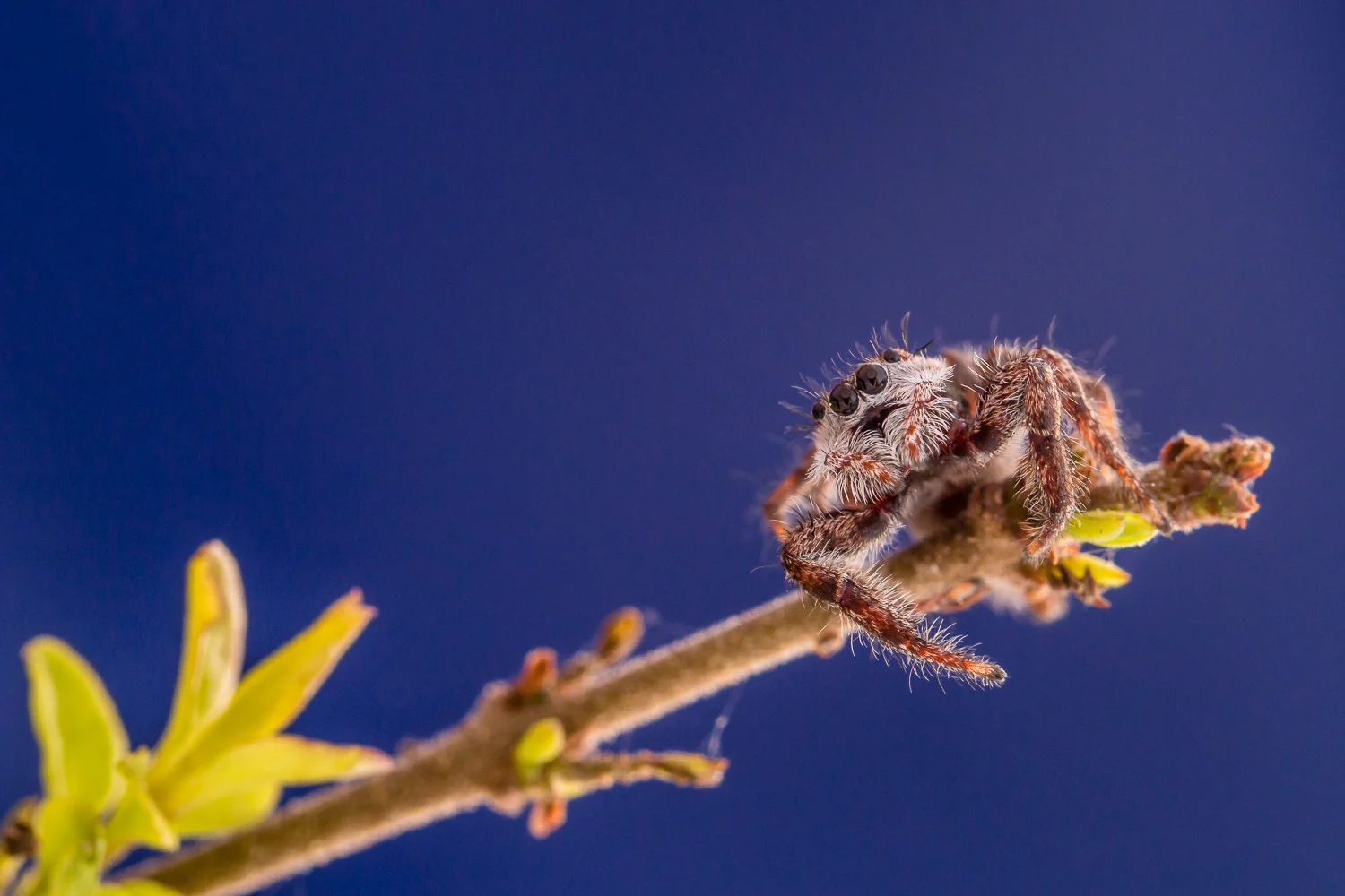 Little Jumping Spider
