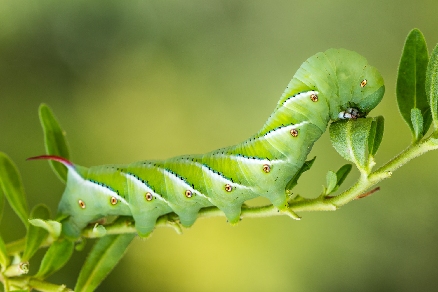 Tobacco Hornworm