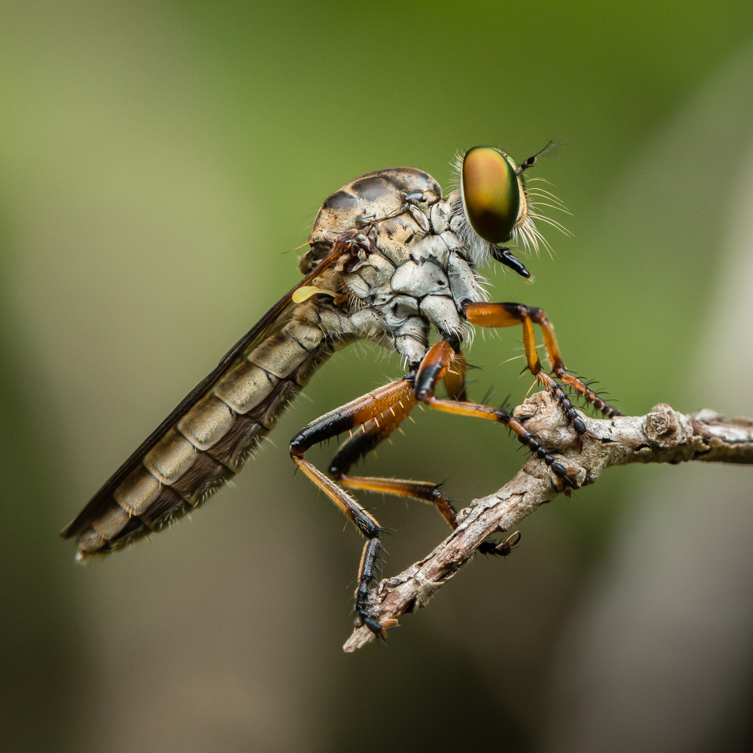 Robber Fly