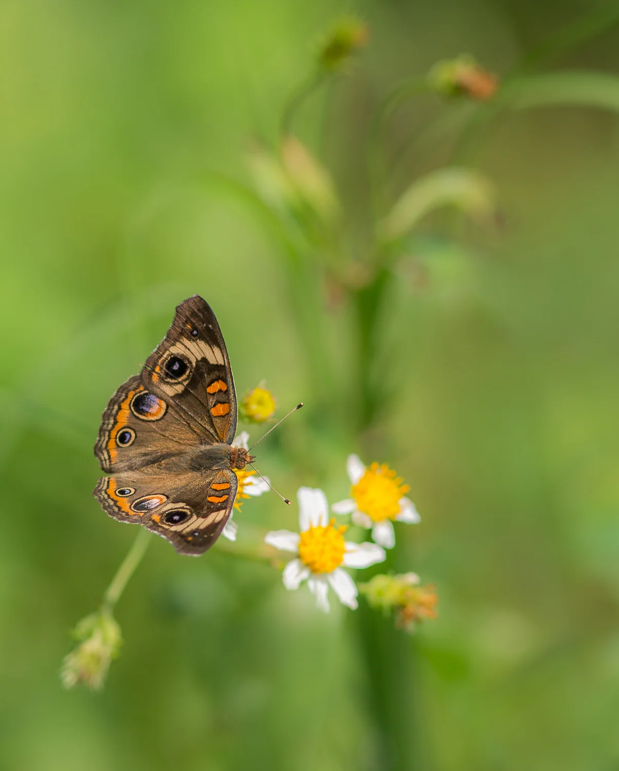 Buckeye Butterfly on Spanish Needles