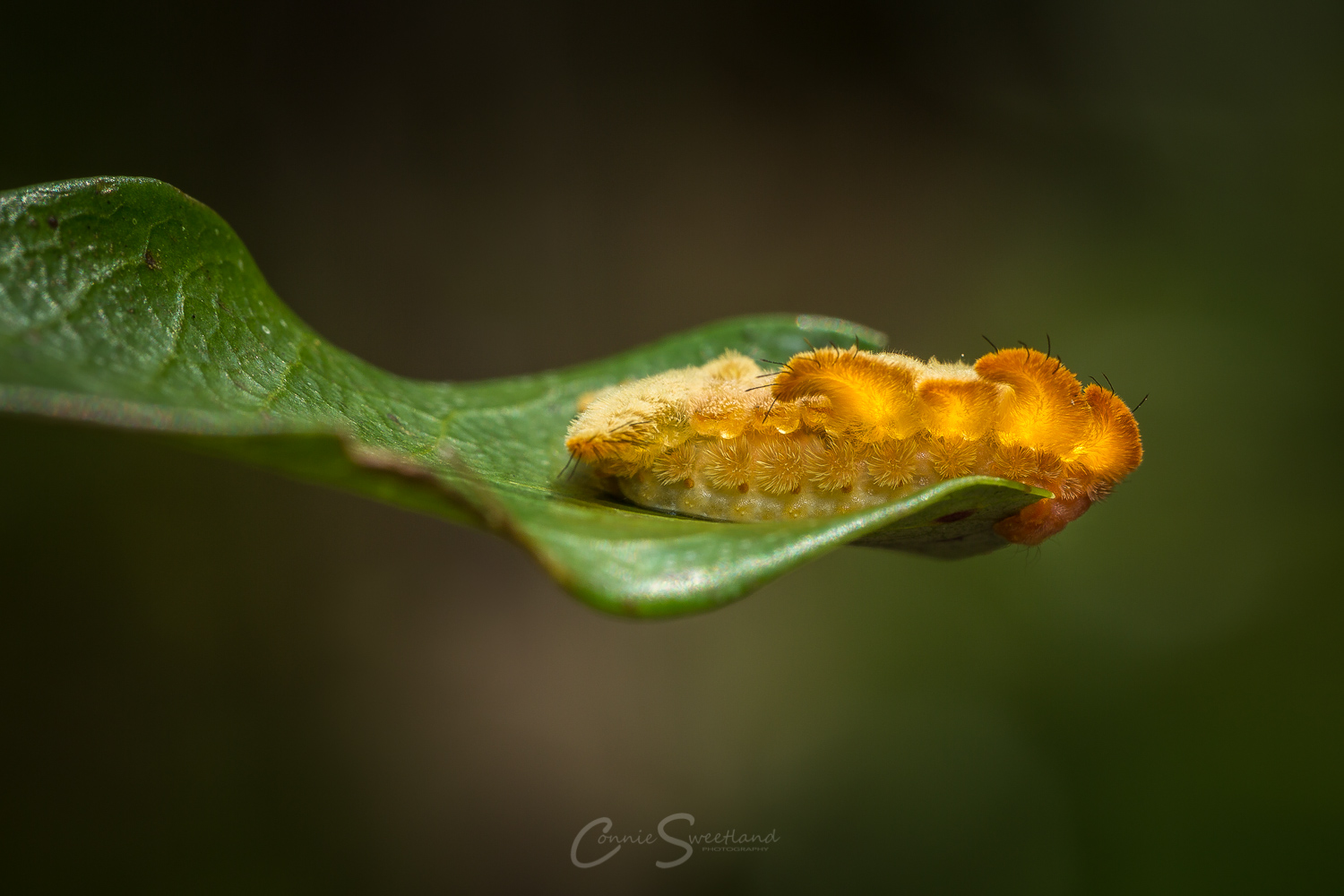 Monkey Slug Caterpillar