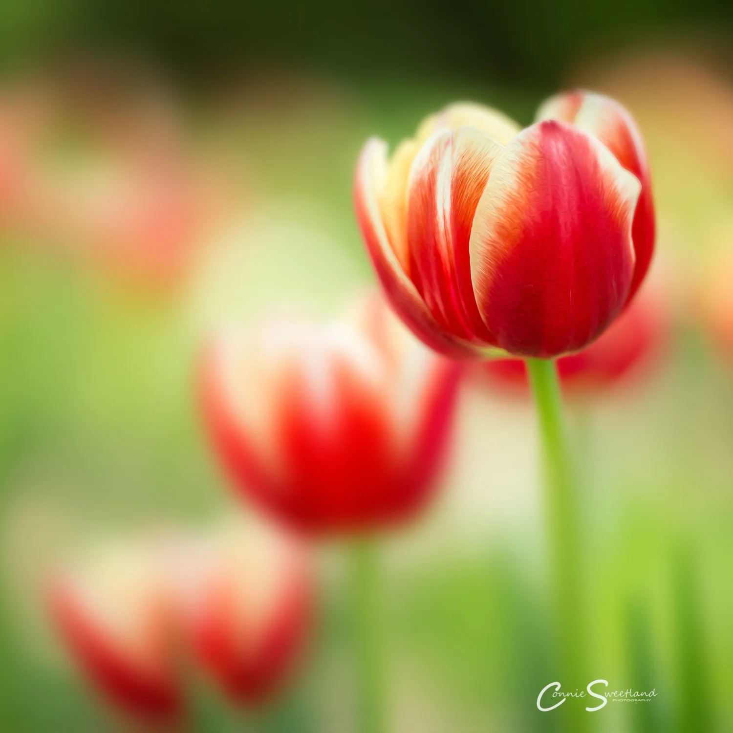 Tulip Trio