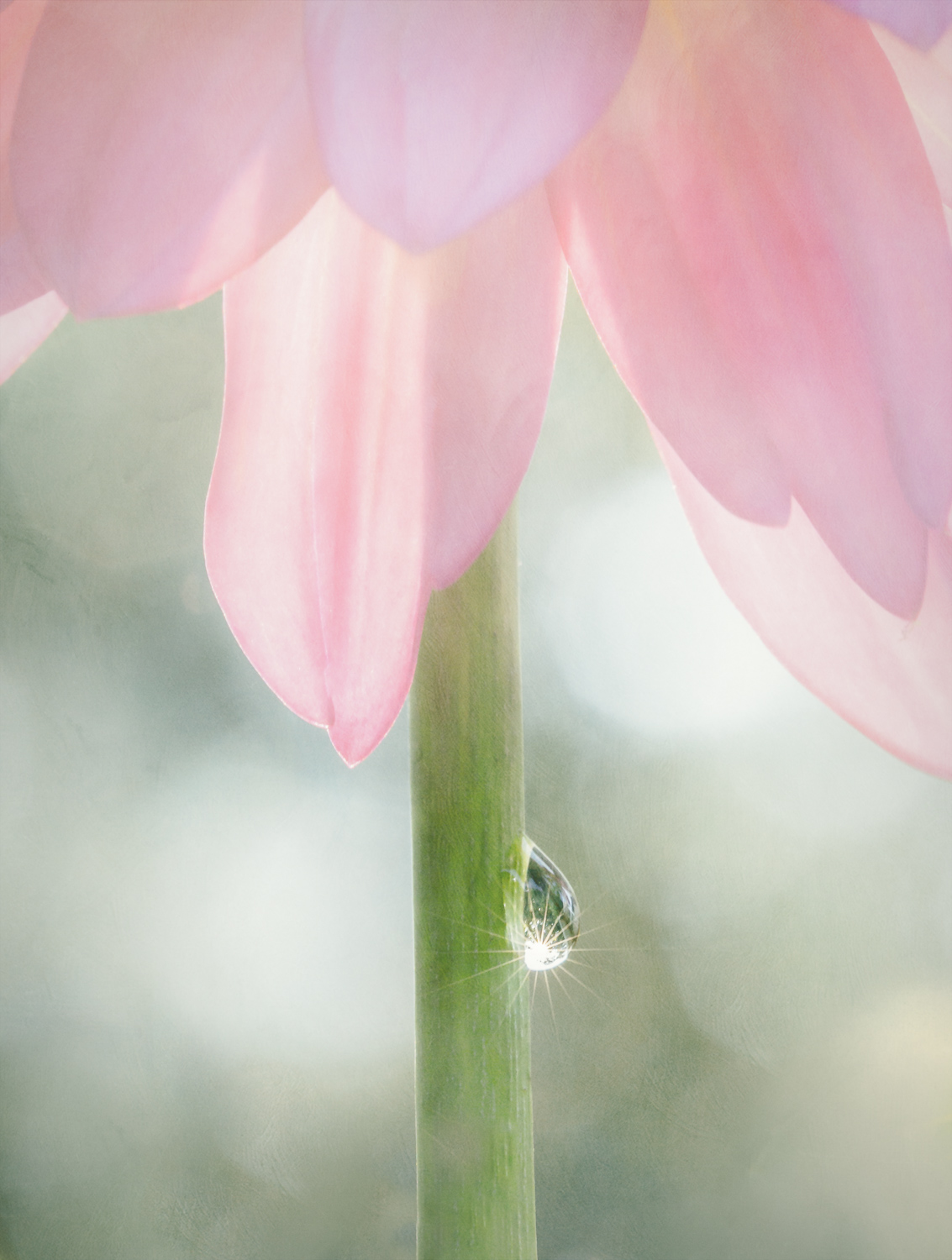 Daisy and Dew Drop