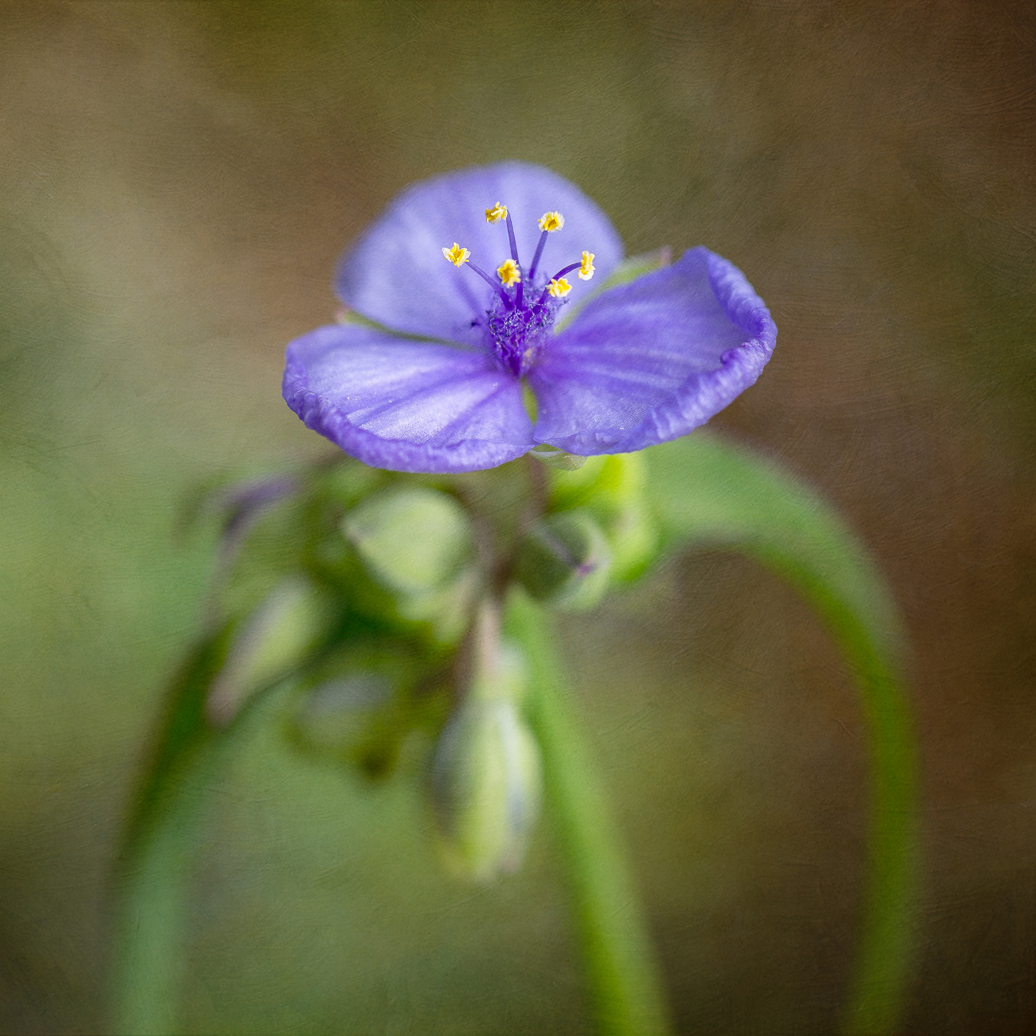 Spiderwort