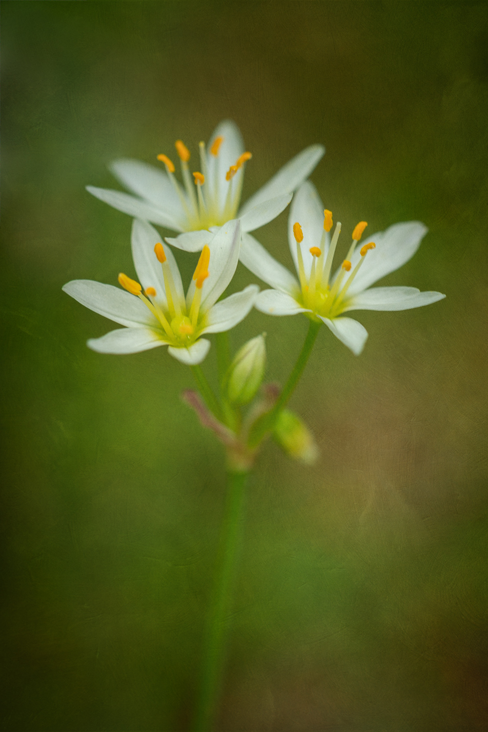 False Garlic