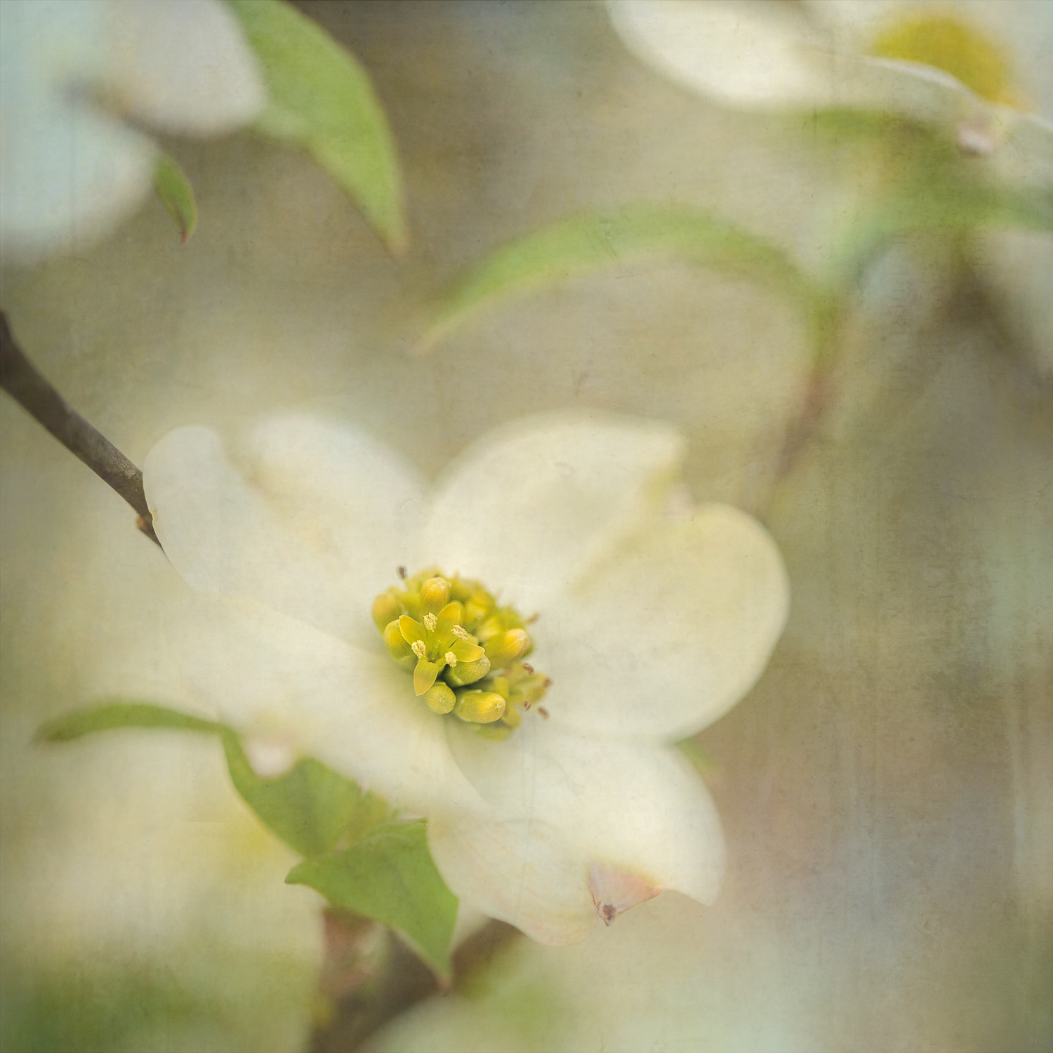 Dogwood Blossom I