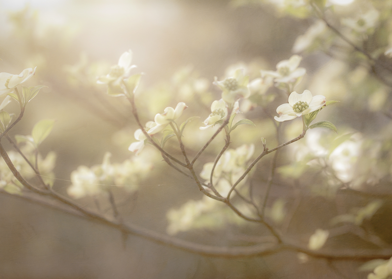 Misty Dogwood