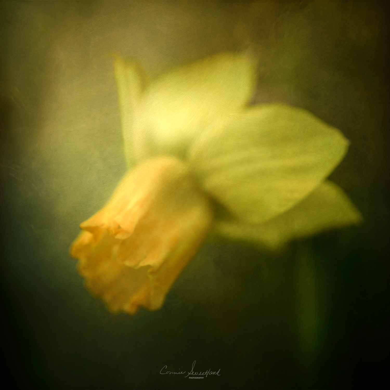 Daffodil Dream