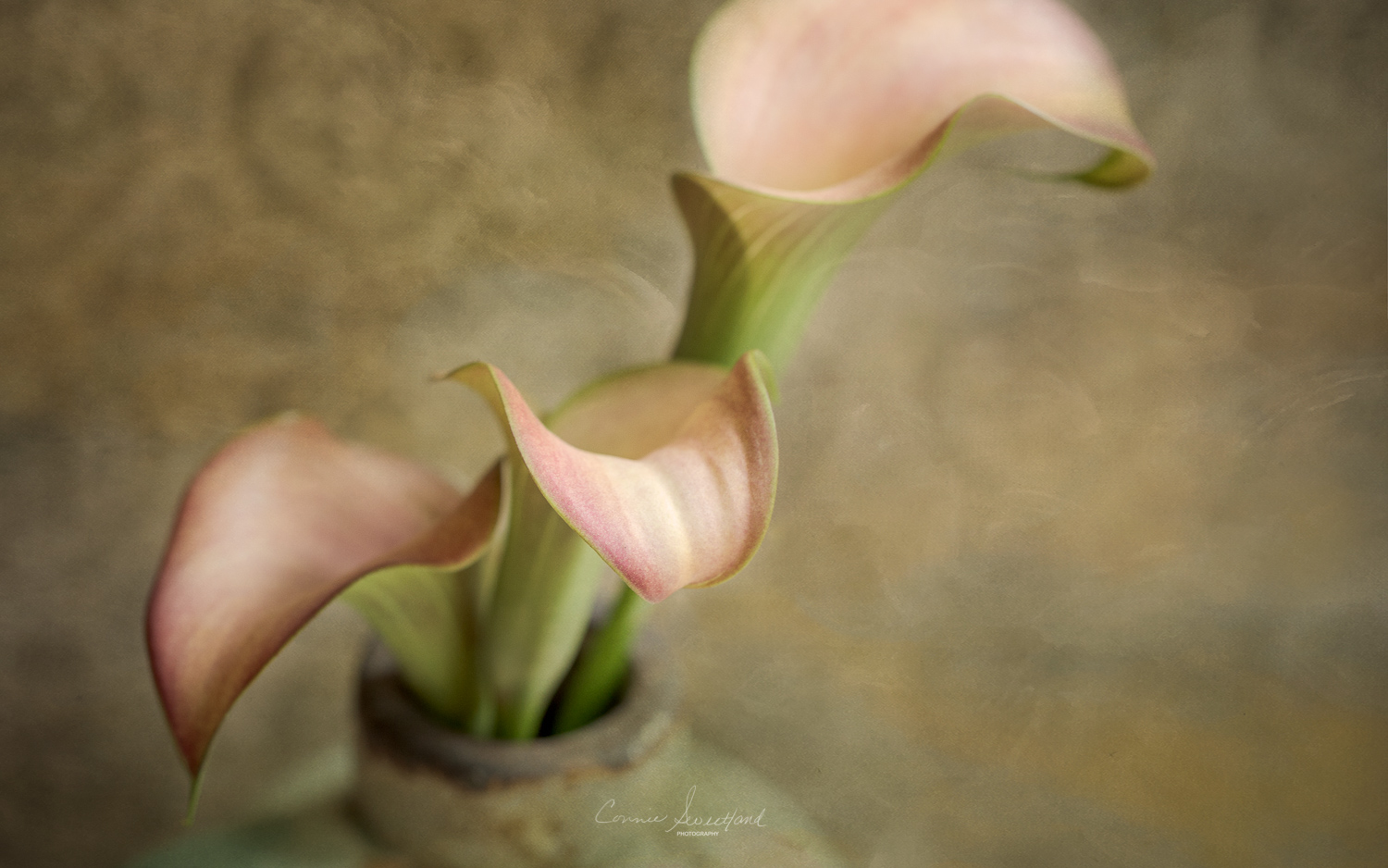 Vintage Calla Lilies