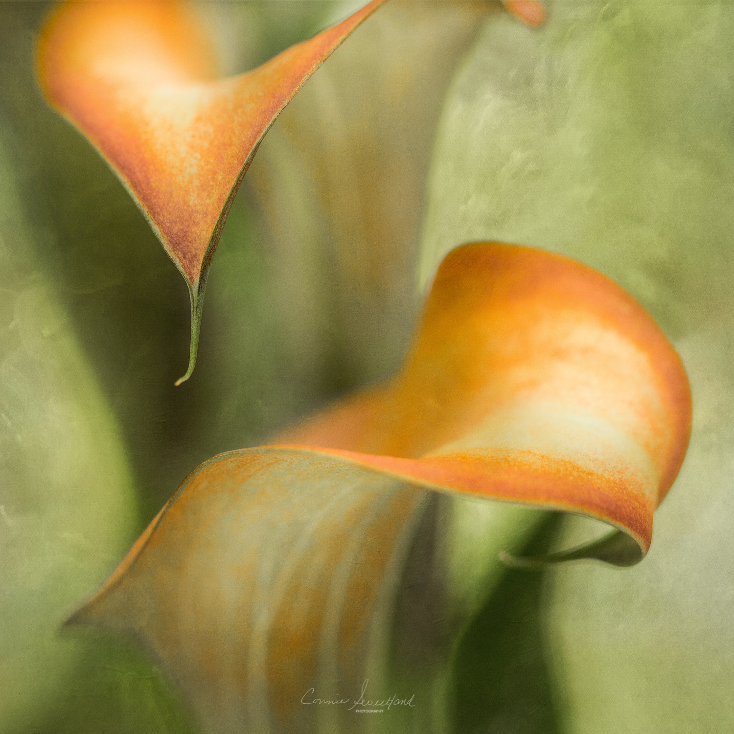 Calla Lillies Up Close