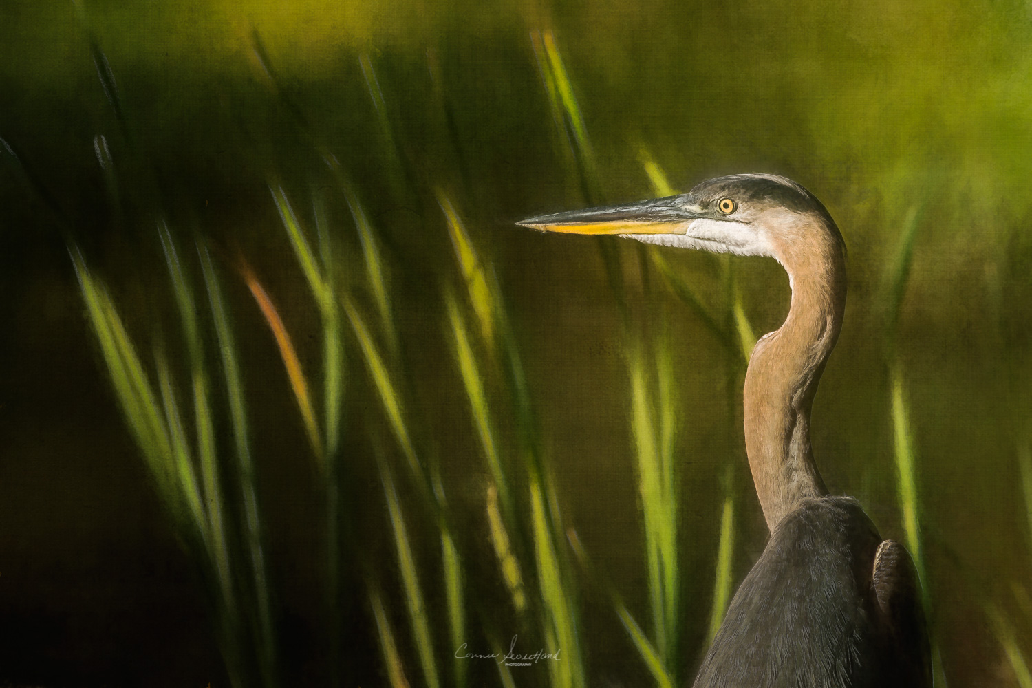 Heron II