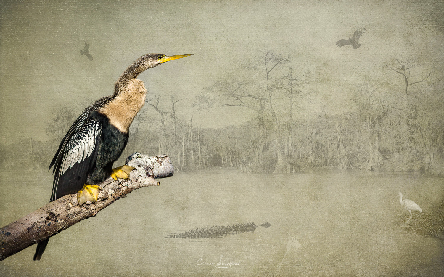 Anhinga River