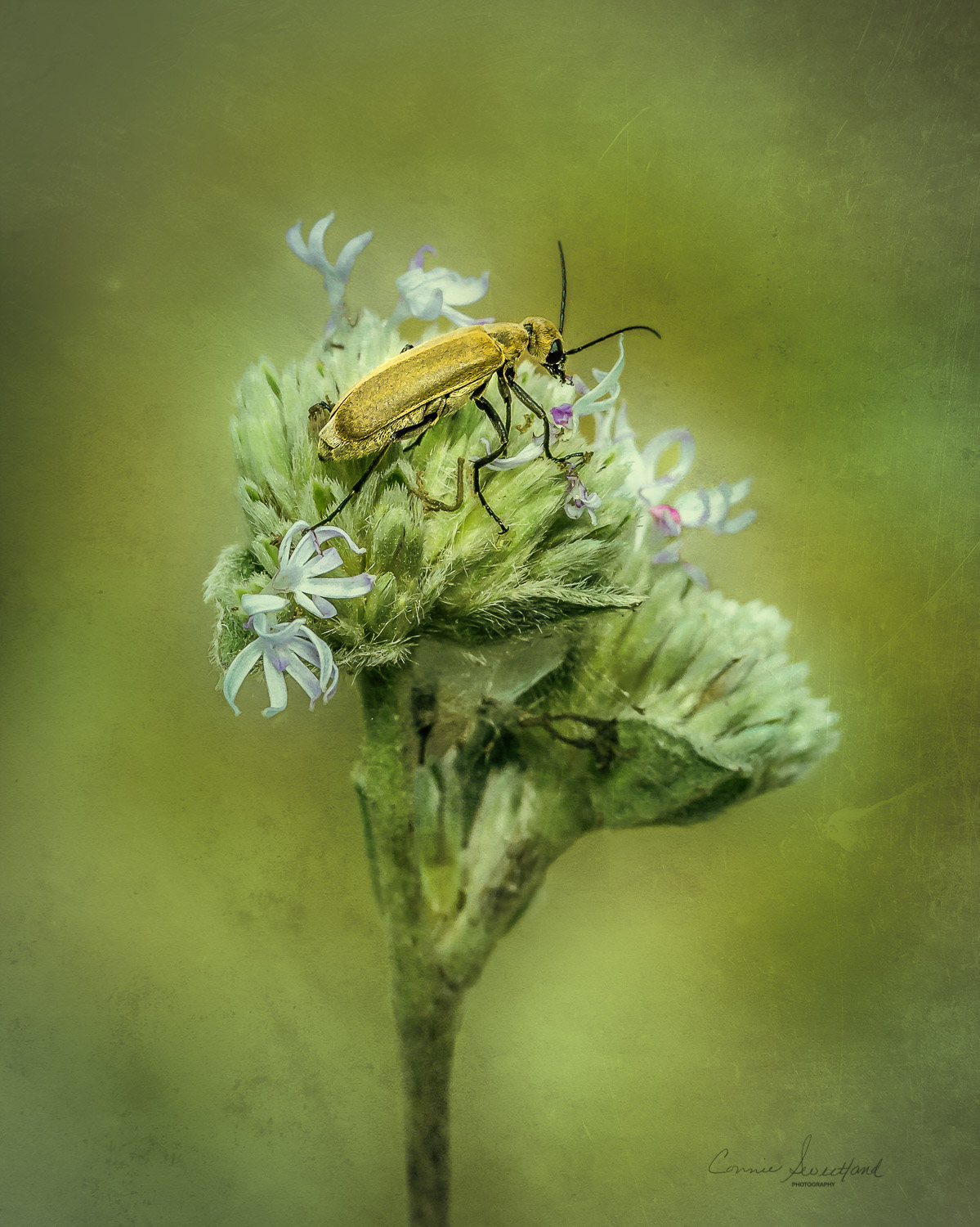 Blister Beetle