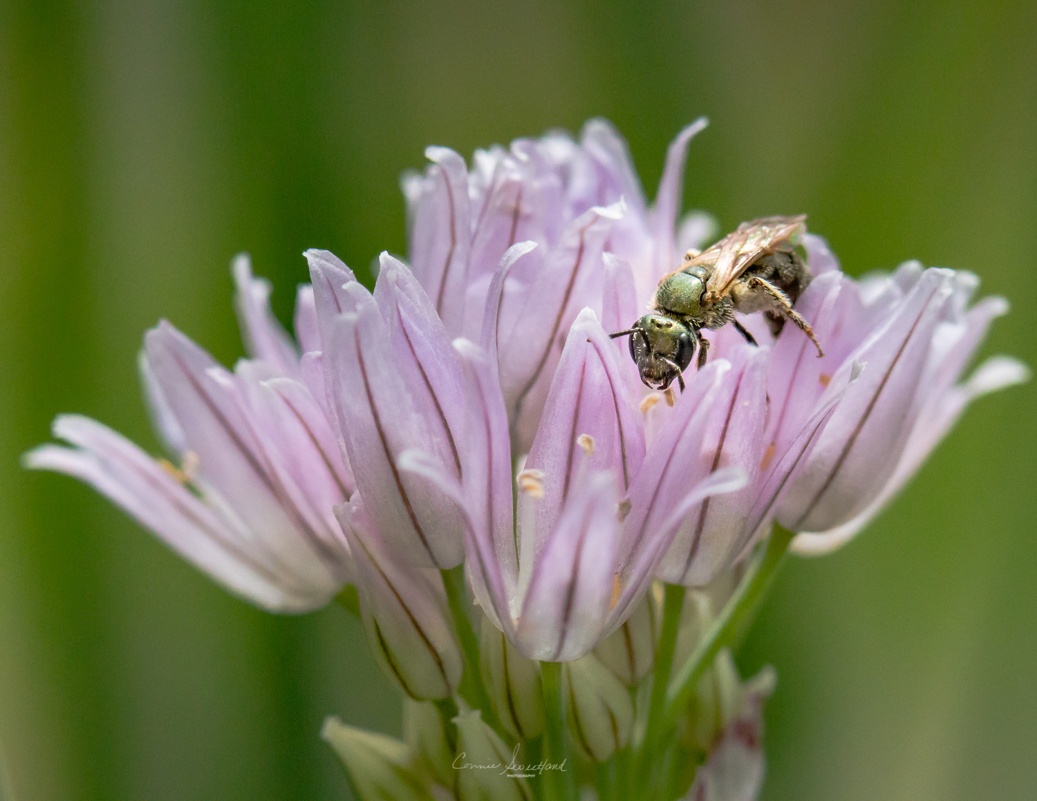 Tiny Bees on Chive blossoms