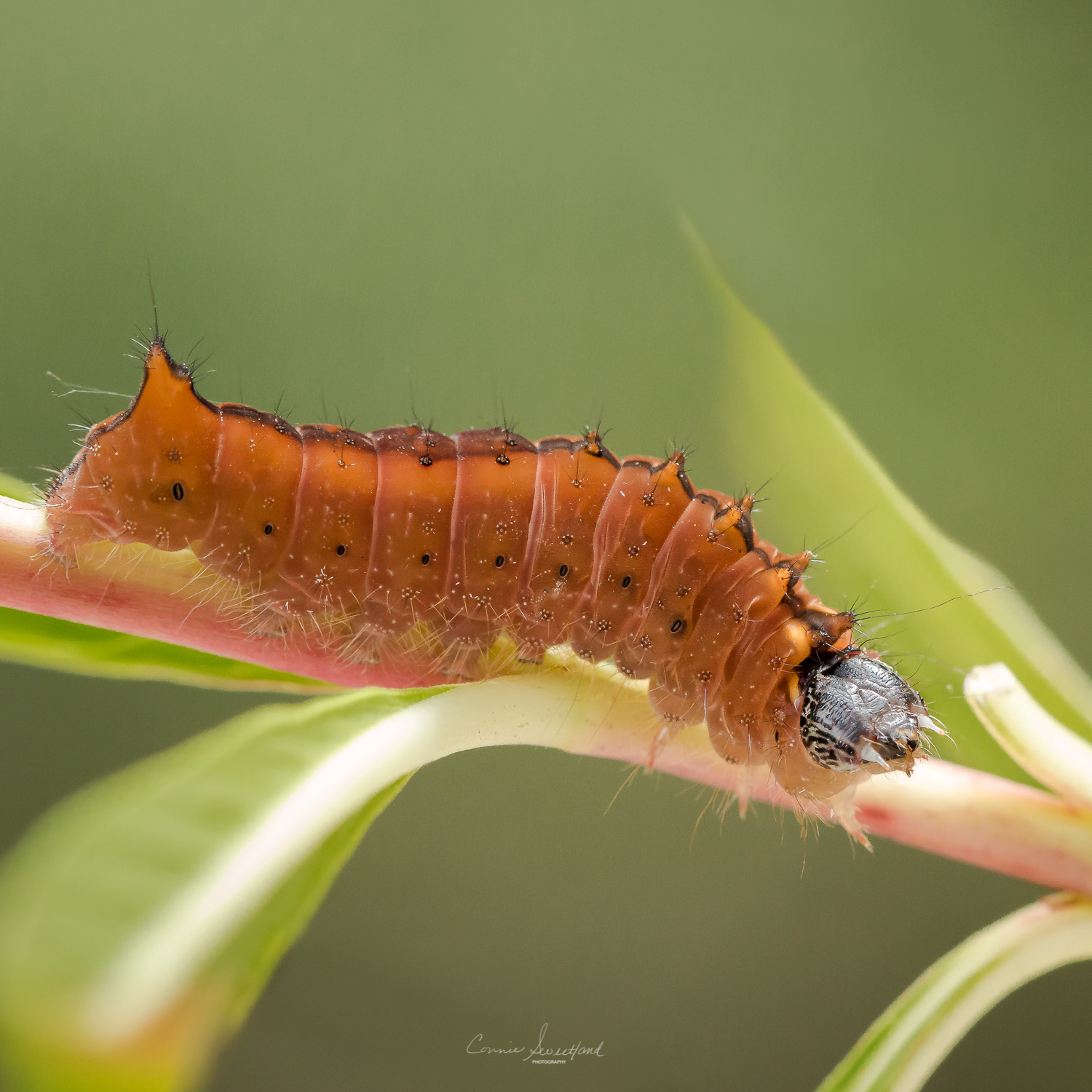 Splendid Dagger Moth Caterpillar