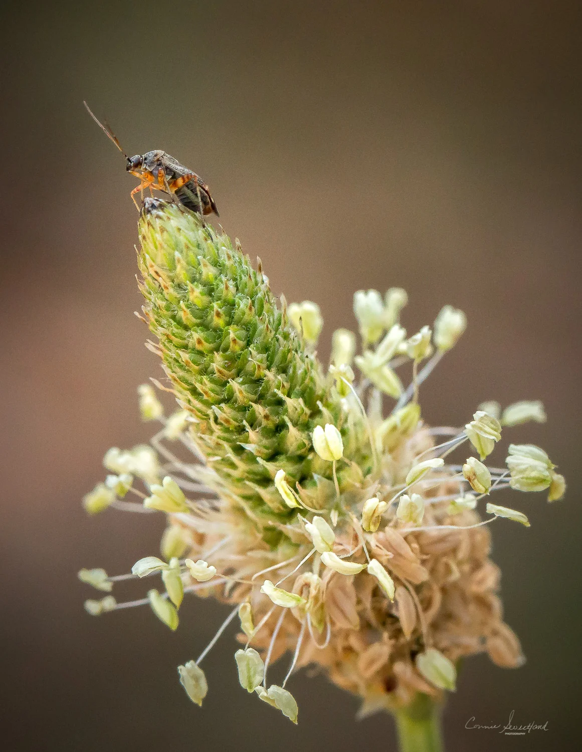 _MG_3812(Beetle on Plantain).jpg