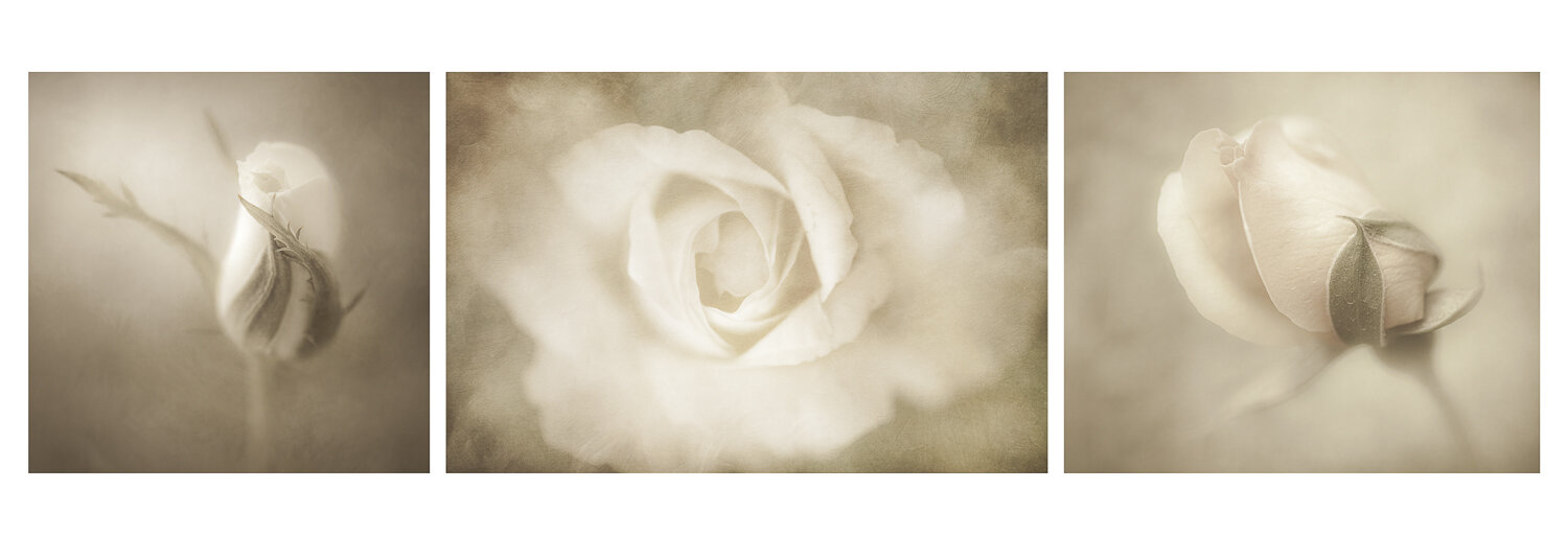 Vintage Rose Triptych